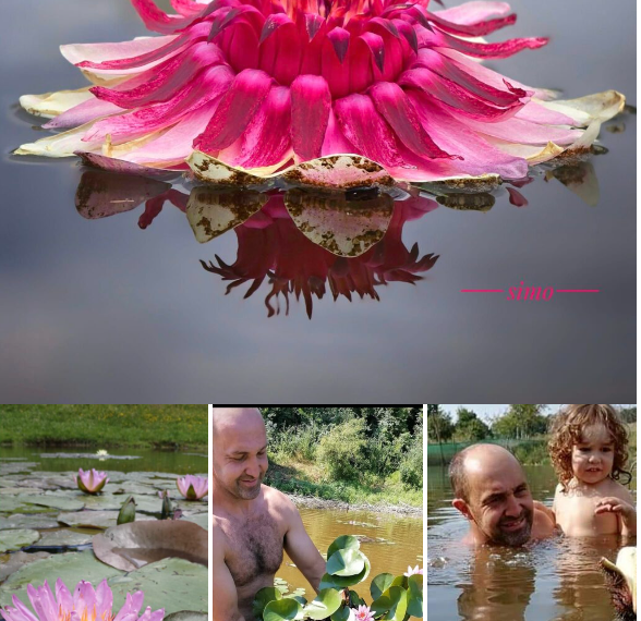 Galerie. Imagini de senzație. Au investit banii câștigați în Spania în singurul lac de acest fel din țară, la Finiș. Acolo a înflorit Rgina Nuferilor : Victoria Amazonica