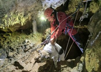 Intervenție de doua ore și jumatate pentru a-l scoate pe cățelul Bobita din primul puţ de pe Galeria Lacurilor din Peştera Meziad
