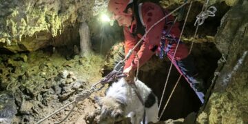Intervenție de doua ore și jumatate pentru a-l scoate pe cățelul Bobita din primul puţ de pe Galeria Lacurilor din Peştera Meziad