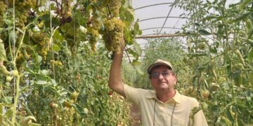 Universitarul orădean Mihai Cărbunar, singurul bihorean  care cultivă struguri ecologici în solariul său din Husasău de Tinca