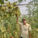 Universitarul orădean Mihai Cărbunar, singurul bihorean  care cultivă struguri ecologici în solariul său din Husasău de Tinca
