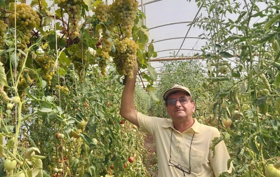Universitarul orădean Mihai Cărbunar, singurul bihorean  care cultivă struguri ecologici în solariul său din Husasău de Tinca