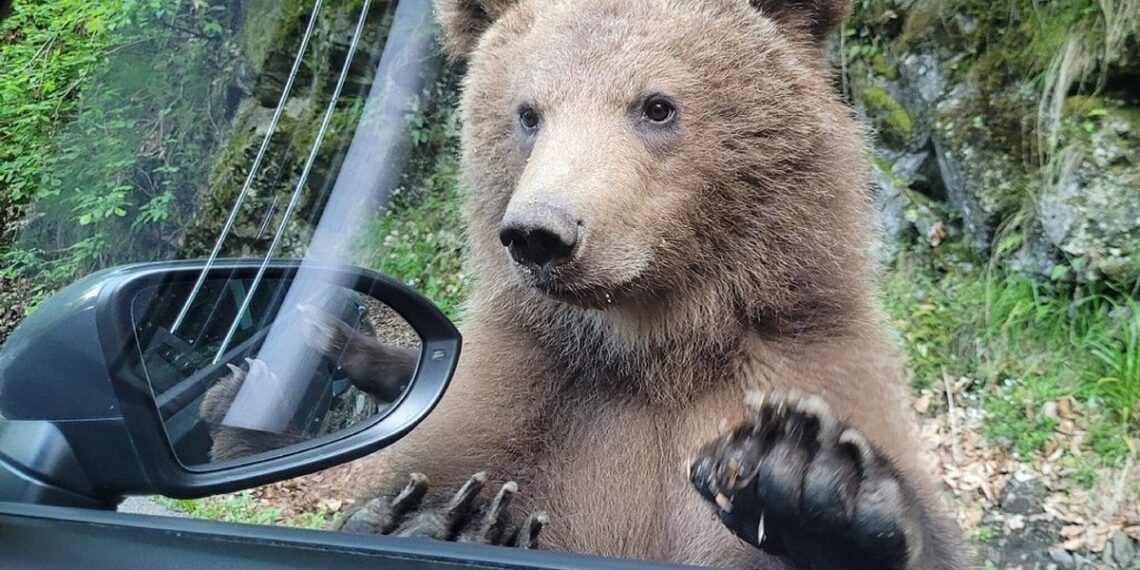 Două amenzi aplicate concomitent pentru cei care hrănesc urșii  