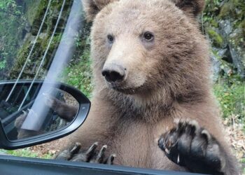 Două amenzi aplicate concomitent pentru cei care hrănesc urșii  