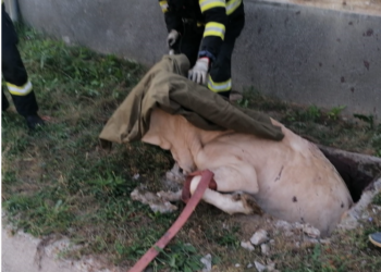 Vacă gestantă salvată de pompieri dintr-un decantor