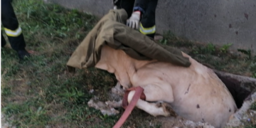 Vacă gestantă salvată de pompieri dintr-un decantor