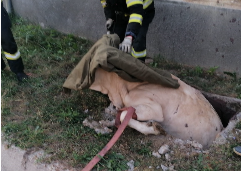 Vacă gestantă salvată de pompieri dintr-un decantor