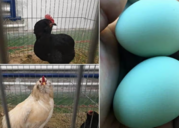 Creste găini care fac oua verzi, albastre, turcoaz