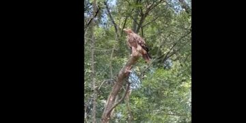 Specie dispărută din România acum 45 de ani a apărut din nou, în vestul țării. Este catalogată drept specie vulnerabilă