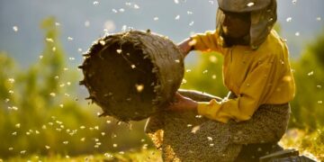 Mihai Grama, singurul vânător de albine sălbatice din ţară trăiește în Apuseni. Produce o miere rară care reglează tiroida, tranzitul, recomandată şi diabeticilor