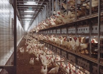 Termene.ro a făcut topul celor mai mari 20 de companii din Bihor.Oul de Tinca, cea mai profitabila firma.Județul se remarcă prin afaceri agricole, de coafură și transport marfă