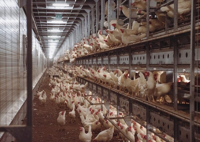 Termene.ro a făcut topul celor mai mari 20 de companii din Bihor.Oul de Tinca, cea mai profitabila firma.Județul se remarcă prin afaceri agricole, de coafură și transport marfă