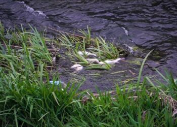 Poluare. O mulțime de pești morți pe Peța