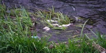 Poluare. O mulțime de pești morți pe Peța