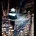 Zeci de copaci căzuți pe drumul dintre Sinteu și Pestis. Au intervenit pompierii