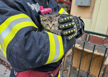 O pisicuța cât un pumn salvata de pe acoperișul unui birou notarial din Salonta