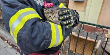 O pisicuța cât un pumn salvata de pe acoperișul unui birou notarial din Salonta