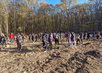 Peste 14.000 de puieți de gorun, cer, frasin , salcâm, plantați de copiii