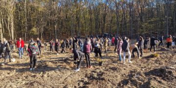 Peste 14.000 de puieți de gorun, cer, frasin , salcâm, plantați de copiii