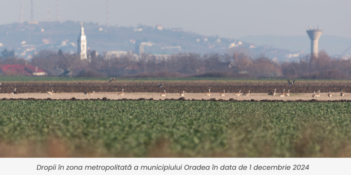 Număr socant de mare de dropii în Bihor. La nivel național, pe cale de dispariție