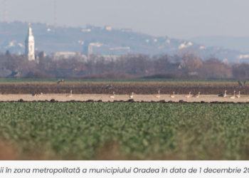 Număr socant de mare de dropii în Bihor. La nivel național, pe cale de dispariție