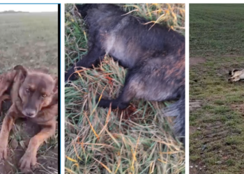 Trei câini impuscati pe un câmp de langa Salonta