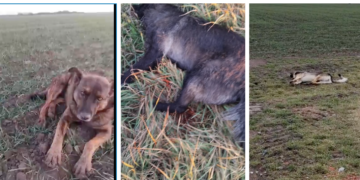 Trei câini impuscati pe un câmp de langa Salonta