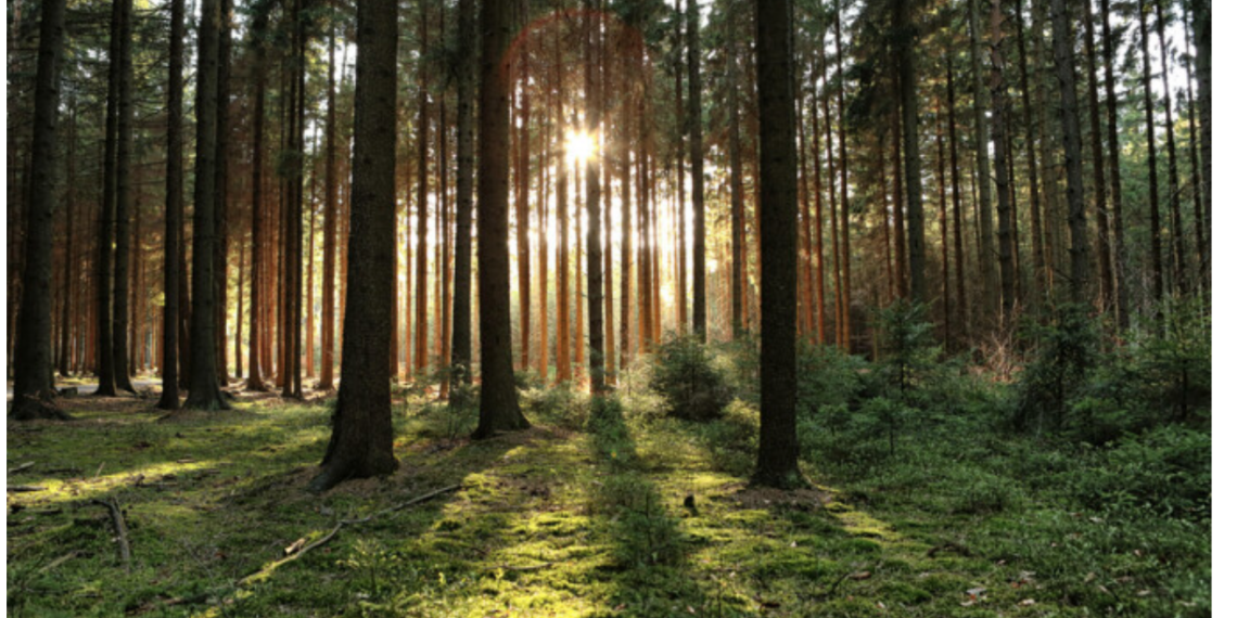 Noul Cod silvic a fost promulgat de preşedintele Iohannis