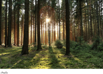 Noul Cod silvic a fost promulgat de preşedintele Iohannis