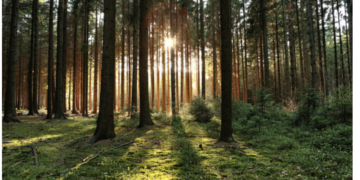 Noul Cod silvic a fost promulgat de preşedintele Iohannis