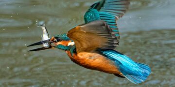 Miklós Méhes, artistul care a învațat fotografia la școala lui Ovi D.Pop, expune la Oradea