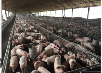 Italienii care investesc la Gepiu intr-o ferma de îngrășare a porcilor de 4500 capete. Sunt pe locul I în Top afaceri România 2024
