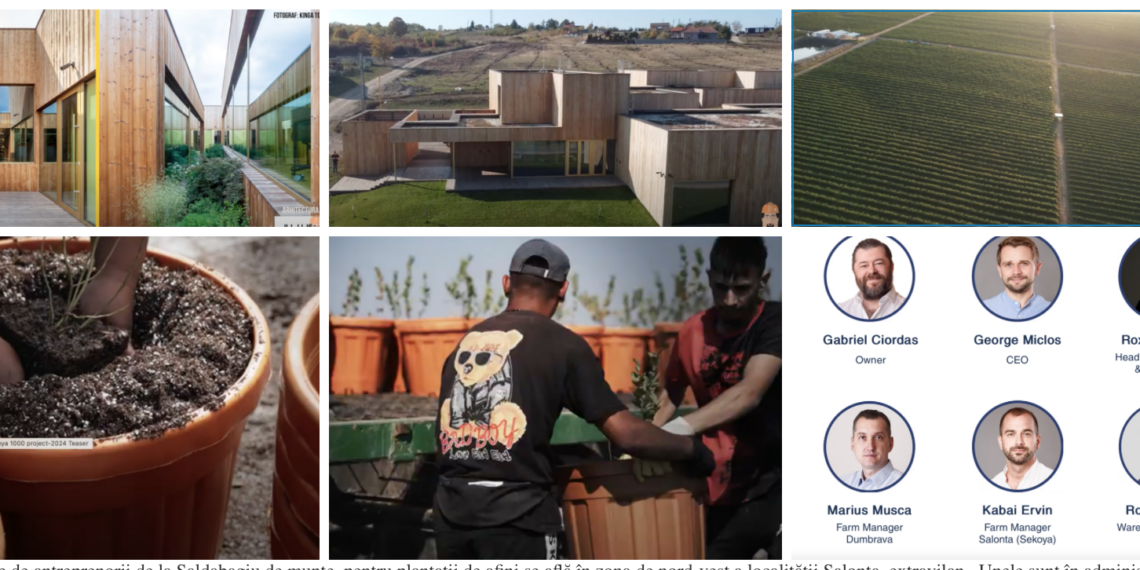 Firma de IT care are sediul în cea mai mare clădire  pasiva din Europa, la Saldabagiu de Munte,  investiții în zeci de ha de afini la Salonta. „Ne propunem să devenim cel mai mare producător de afine Sekoya din Europa”