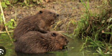 Cum a pus o familie de doi castori pe jar instituțiile din Bihor și ONG-urile de mediu
