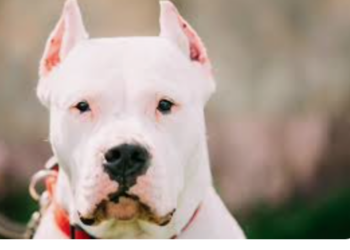 Bărbat din zona Alesd, reținut pentru ca a organizat lupte între animale, între un Dog Argentinian  și un mistreț