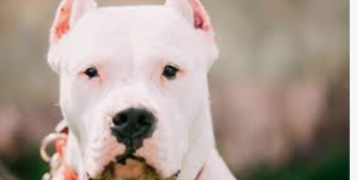 Bărbat din zona Alesd, reținut pentru ca a organizat lupte între animale, între un Dog Argentinian  și un mistreț