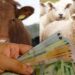 Precizări cu privire la eco-schemele din sectorul zootehnic campania 2024
