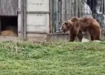 Ursul din Zoo Oradea nu și-a văzut umbra. Primavara e aproape