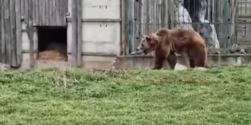 Ursul din Zoo Oradea nu și-a văzut umbra. Primavara e aproape