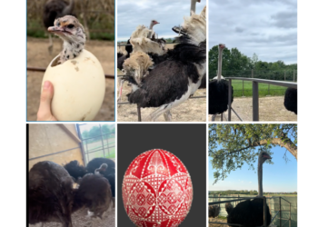 VIDEO. Probabil cea mai mare ferma de struti din România e la Pocola. Sunt aduși din Grecia, Germania