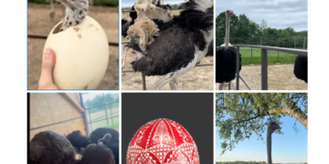 VIDEO. Probabil cea mai mare ferma de struti din România e la Pocola. Sunt aduși din Grecia, Germania