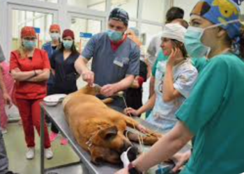 Direcțiile Sanitar-Veterinare ar putea deveni nefuncționale.  500 de persoane „vor pleca într-o perioadă foarte scurtă”