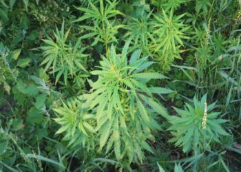 Tribunalul Bihor respinge cererea de schimbare a încadrării juridice într-un dosar de droguri