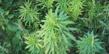 Tribunalul Bihor respinge cererea de schimbare a încadrării juridice într-un dosar de droguri