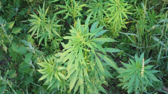 Tribunalul Bihor respinge cererea de schimbare a încadrării juridice într-un dosar de droguri