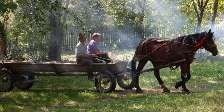 A călcat o fetiță cu căruța și a fugit: ce pedeapsă a primit bărbatul din Bihor