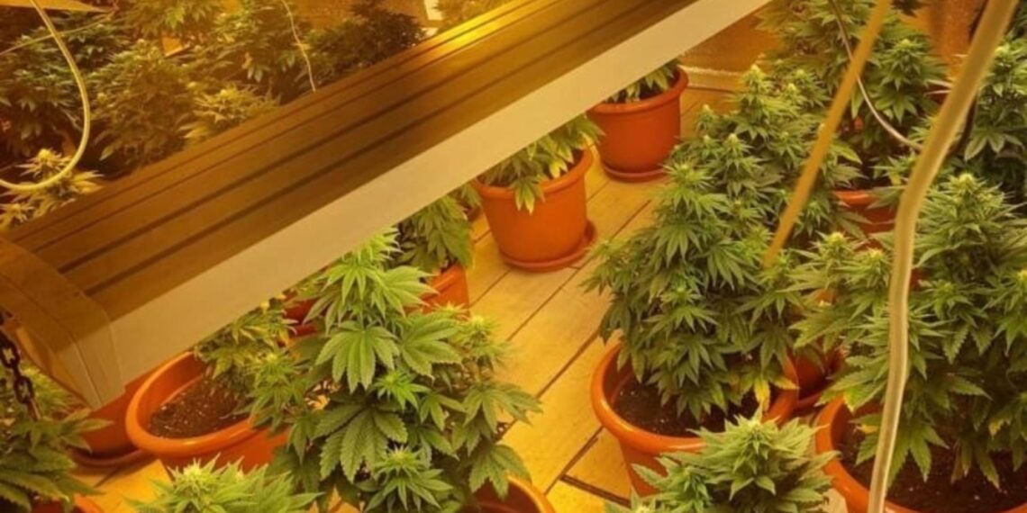 Cultură de cannabis descoperită în Bihor: Condamnare cu suspendare pentru un inculpat care a recunoscut fapta