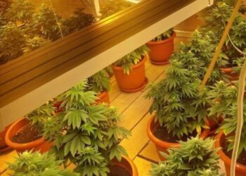 Cultură de cannabis descoperită în Bihor: Condamnare cu suspendare pentru un inculpat care a recunoscut fapta