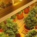 Cultură de cannabis descoperită în Bihor: Condamnare cu suspendare pentru un inculpat care a recunoscut fapta