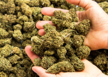 „Cadou” din Franța: Cetățean francez prins cu cannabis și o motocicletă furată la graniță